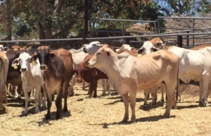 How Charters Towers is defying the drought to employ 1,000