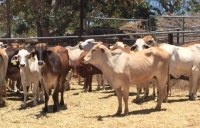 How Charters Towers is defying the drought to employ 1,000